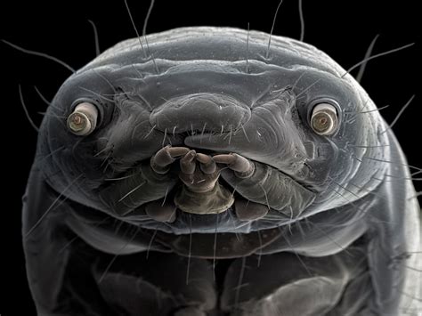 Hidden world of microscopic life revealed in .